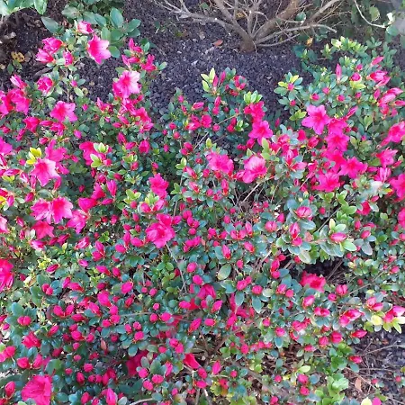 לינה וארוחת בוקר Manoir De L'as De Trefle *