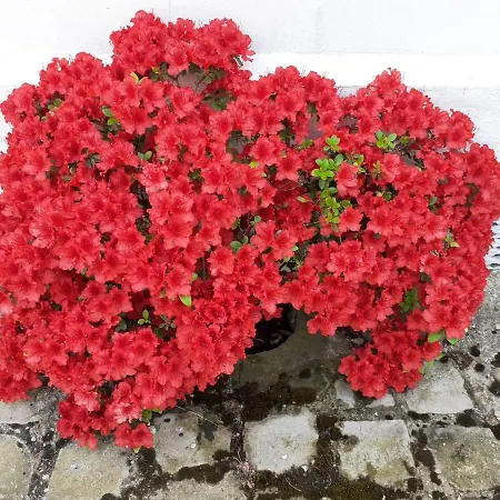 לינה וארוחת בוקר Manoir De L'as De Trefle *