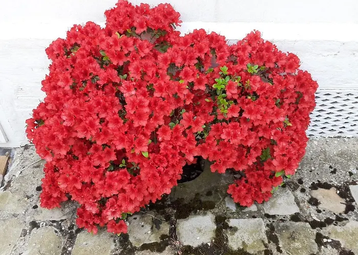 Couette-café Manoir De L'as De Trèfle *